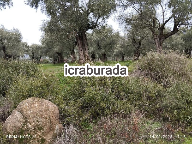 icralık  m2 Tarla İzmir Ödemiş Bucak