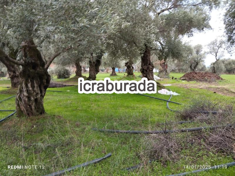icralık  m2 Tarla İzmir Ödemiş Bucak