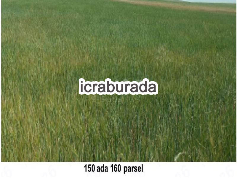 icralık  m2 Tarla Aksaray Merkez Mamasun (Gökçe)