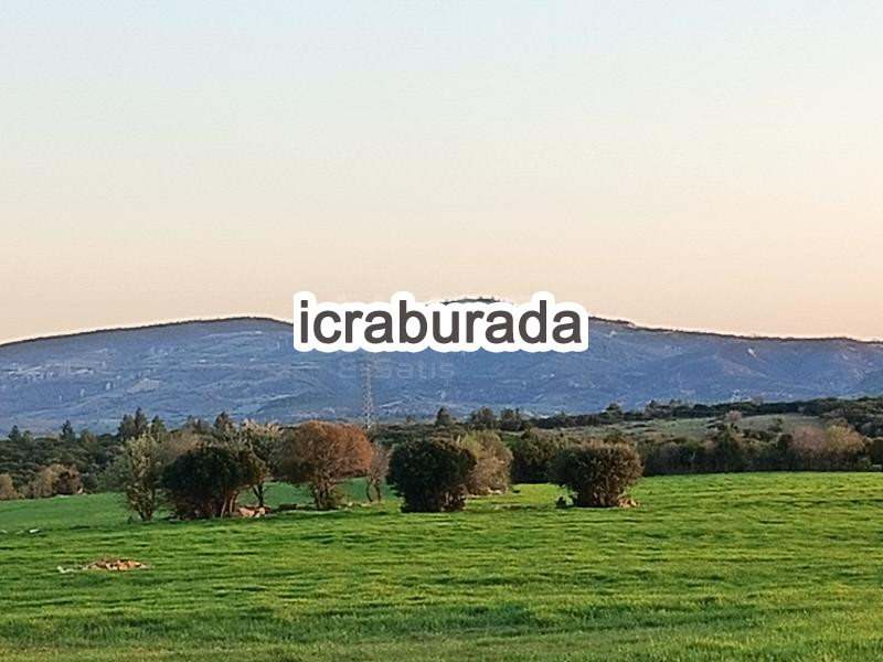 icralık  m2 Tarla Uşak Merkez Yeşil Karaağaç