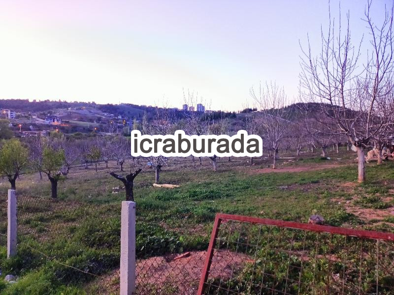 icralık  m2 Tarla Uşak Merkez Yeşil Karaağaç