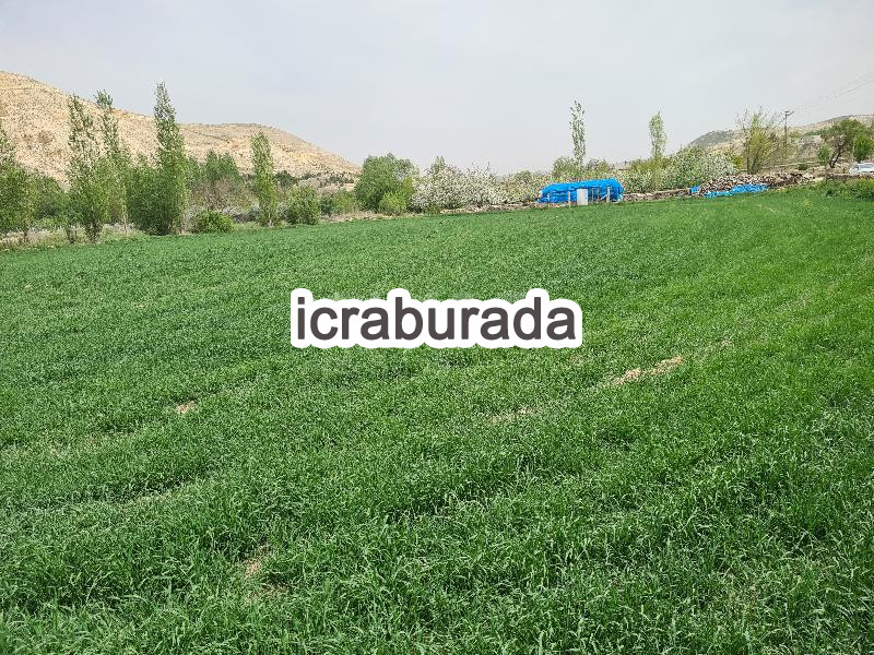 icralık  m2 Arsa Sivas Gürün Şuğul