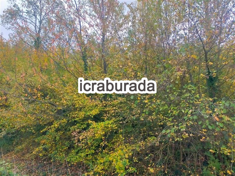 icralık  m2 Tarla Bolu Merkez Hidirşihlar