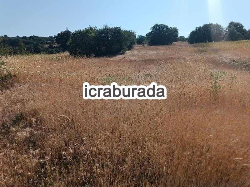 icralık  m2 Tarla Uşak Merkez Bozköy