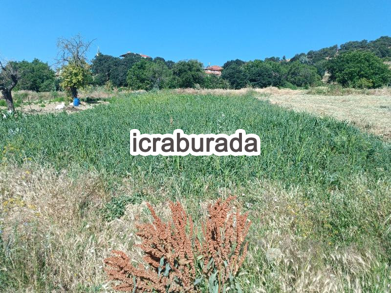 icralık  m2 Tarla Uşak Merkez Bozköy