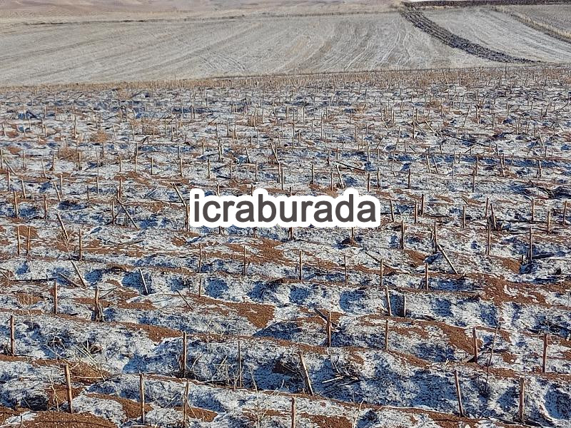icralık  m2 Tarla Çorum Alaca Yenice