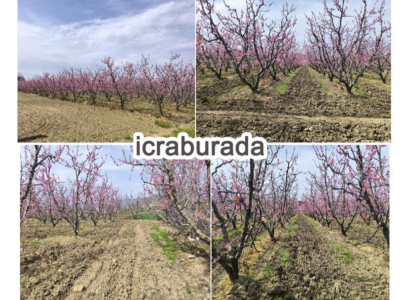 icralık  m2 Tarla Bursa Gürsu İstiklal