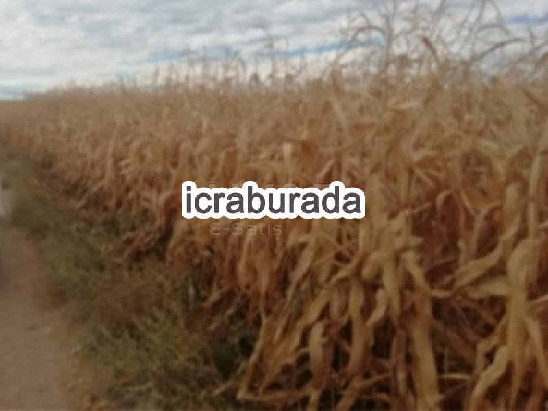 icralık  m2 Tarla Belirtilmedi Belirtilmedi Belirtilmedi