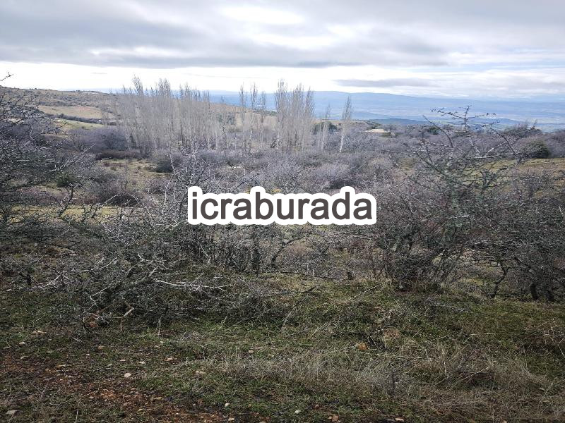 icralık  m2 Tarla Belirtilmedi Belirtilmedi Belirtilmedi