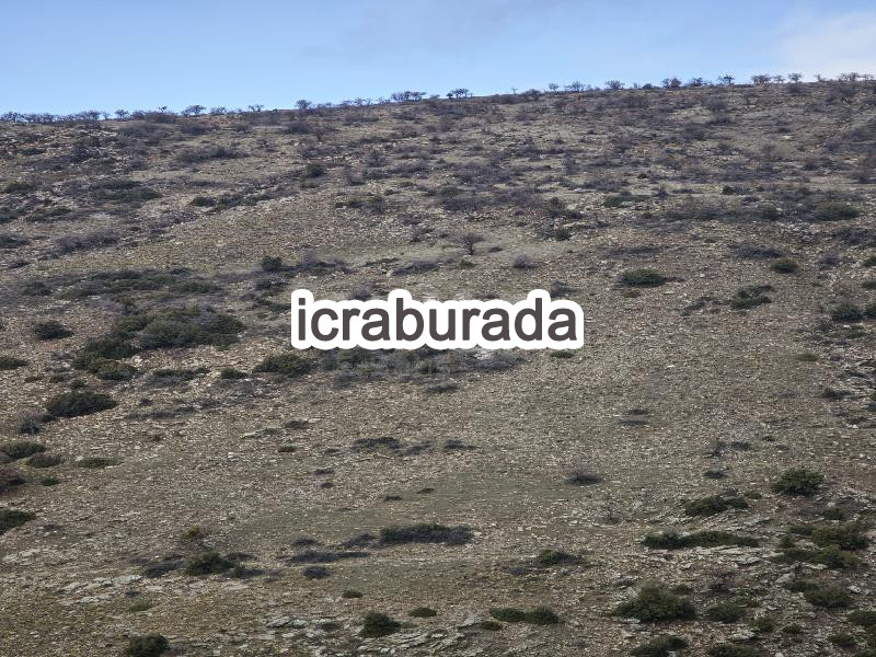 icralık  m2 Tarla Belirtilmedi Belirtilmedi Belirtilmedi
