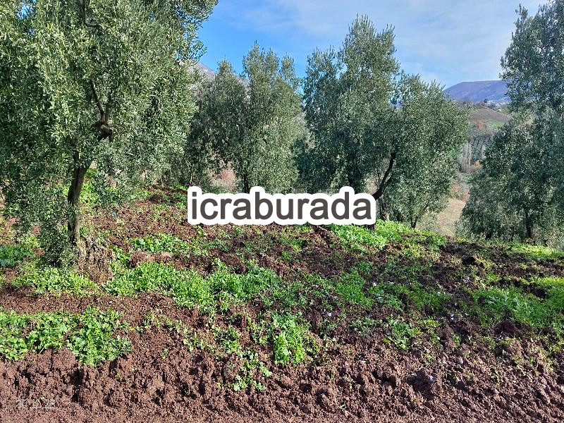 icralık  m2 Tarla Bursa Gemlik Hamidiye