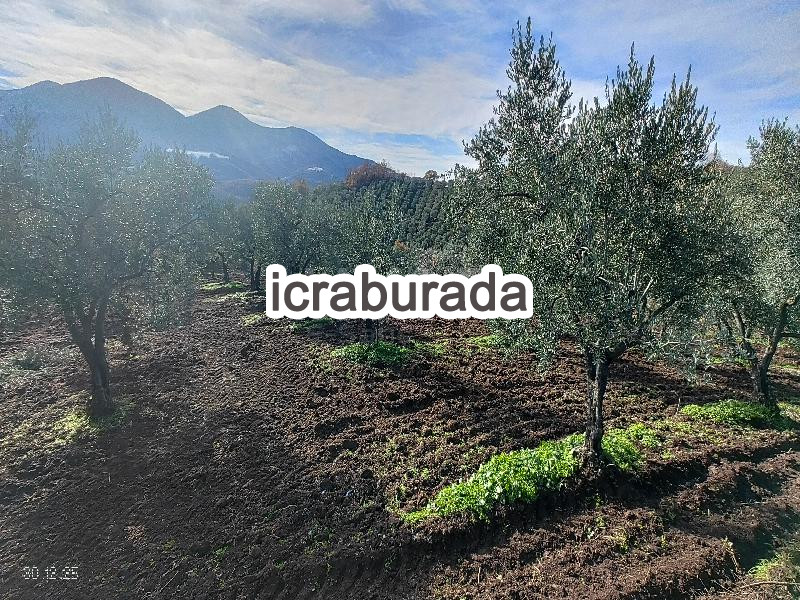 icralık  m2 Tarla Bursa Gemlik Hamidiye