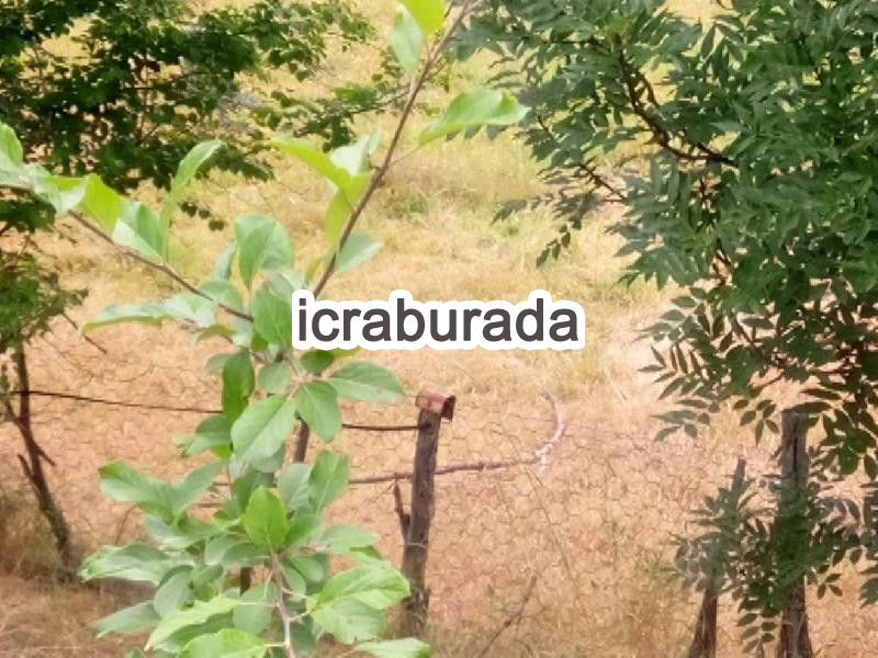 icralık  m2 Diger Ordu Mesudiye Güvenli