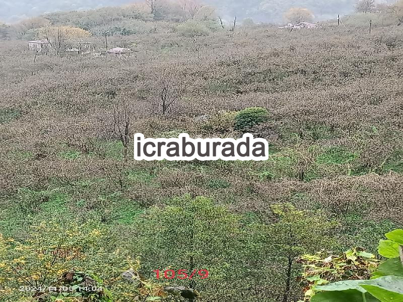 icralık  m2 Tarla Giresun Merkez Sarvan