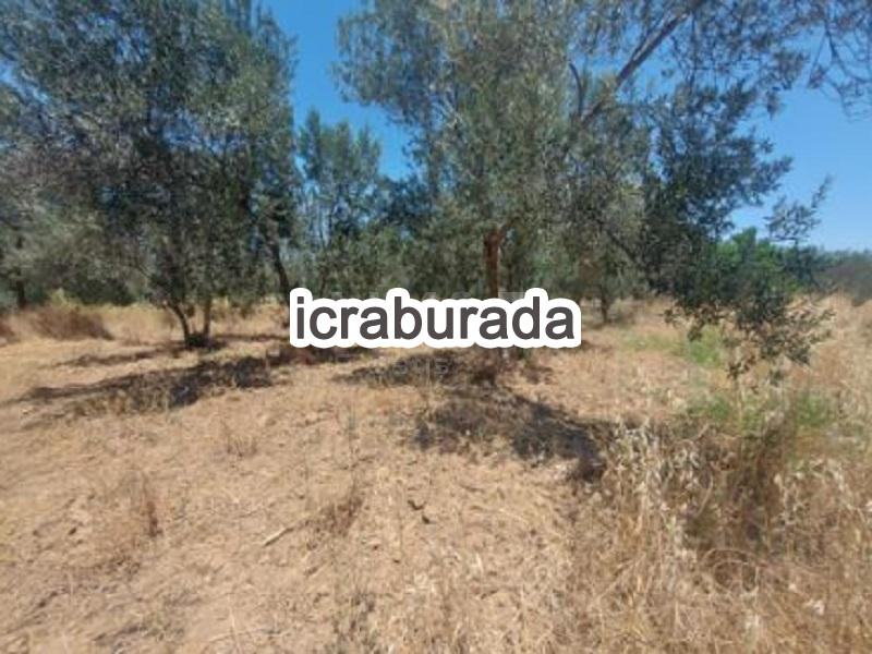 icralık  m2 Tarla İzmir Bergama Sağanci