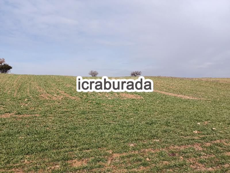 icralık  m2 Tarla Uşak Merkez Çinarcik