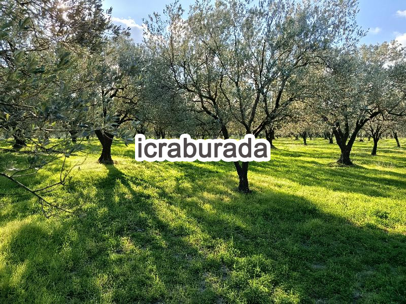 icralık  m2 Tarla Manisa Kırkağaç Musahoca
