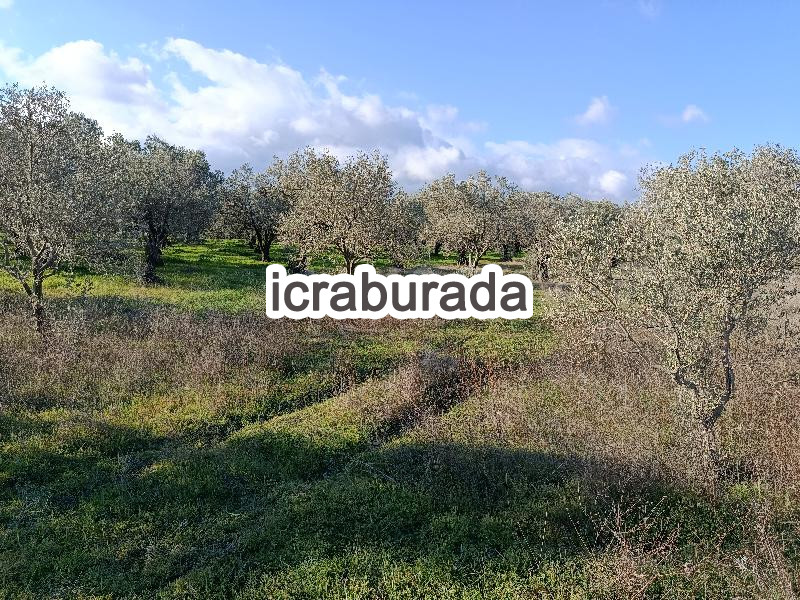 icralık  m2 Tarla Manisa Kırkağaç Musahoca