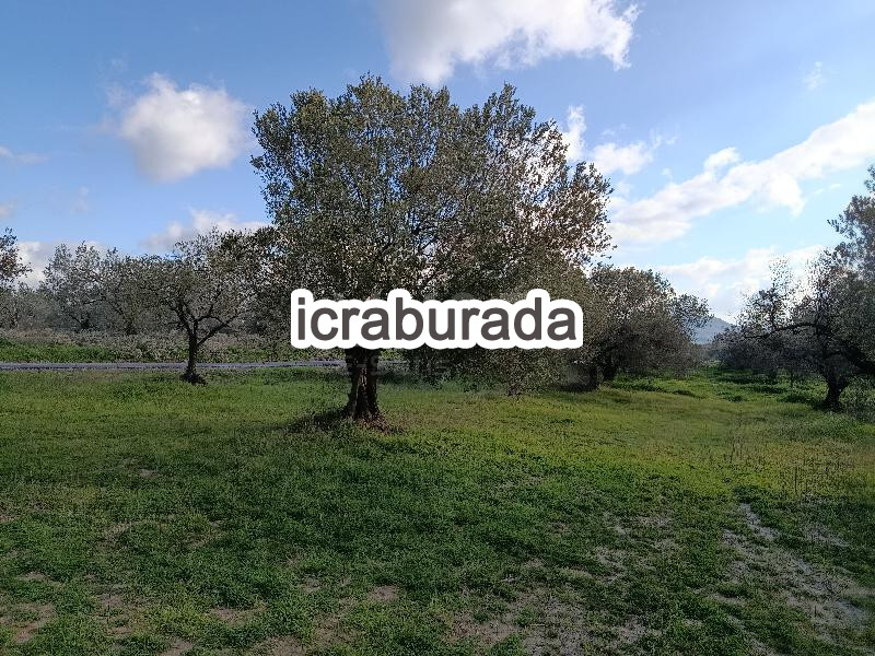 icralık  m2 Tarla Manisa Kırkağaç Musahoca