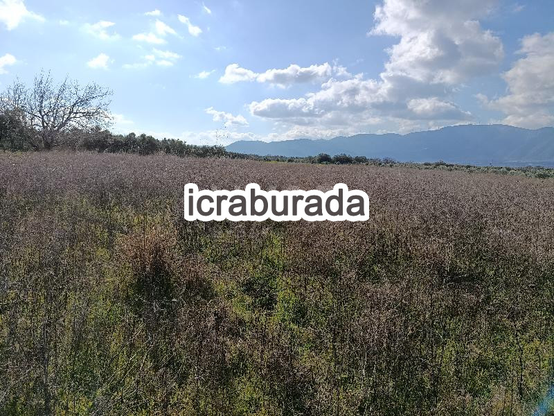 icralık  m2 Tarla Manisa Kırkağaç Musahoca