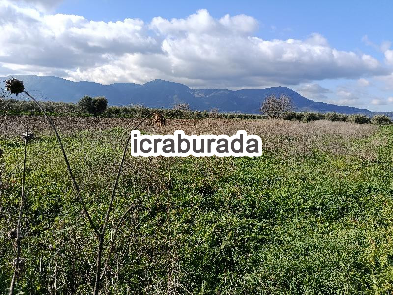 icralık  m2 Tarla Manisa Kırkağaç Musahoca