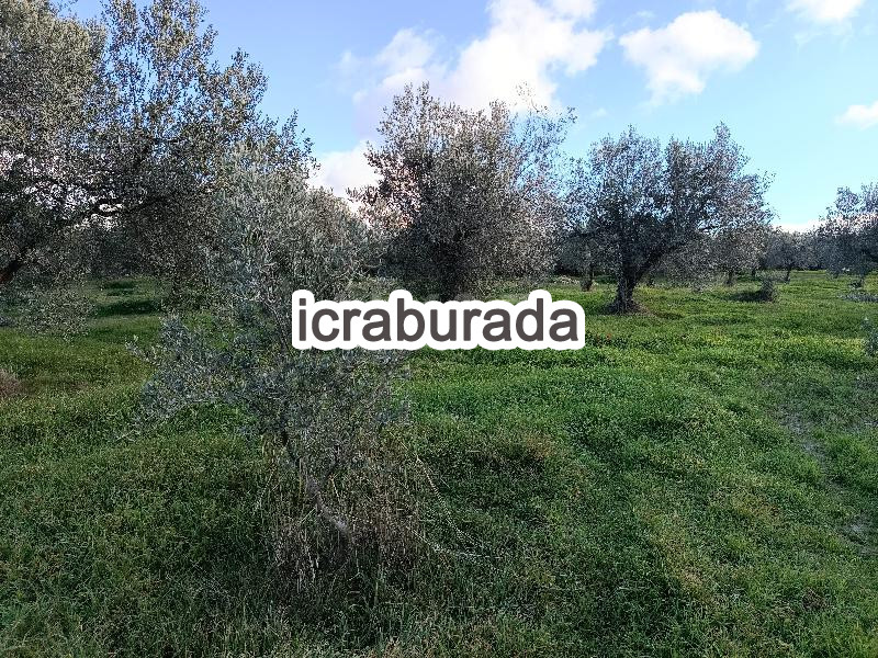 icralık  m2 Tarla Manisa Kırkağaç Musahoca
