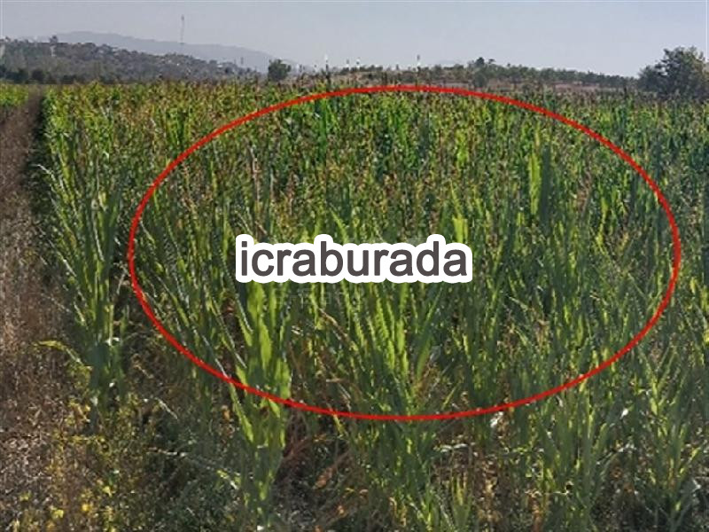 icralık  m2 Tarla Balıkesir Altıeylül Pamukçu