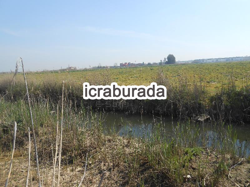icralık  m2 Tarla İzmir Torbalı Pamukyazi