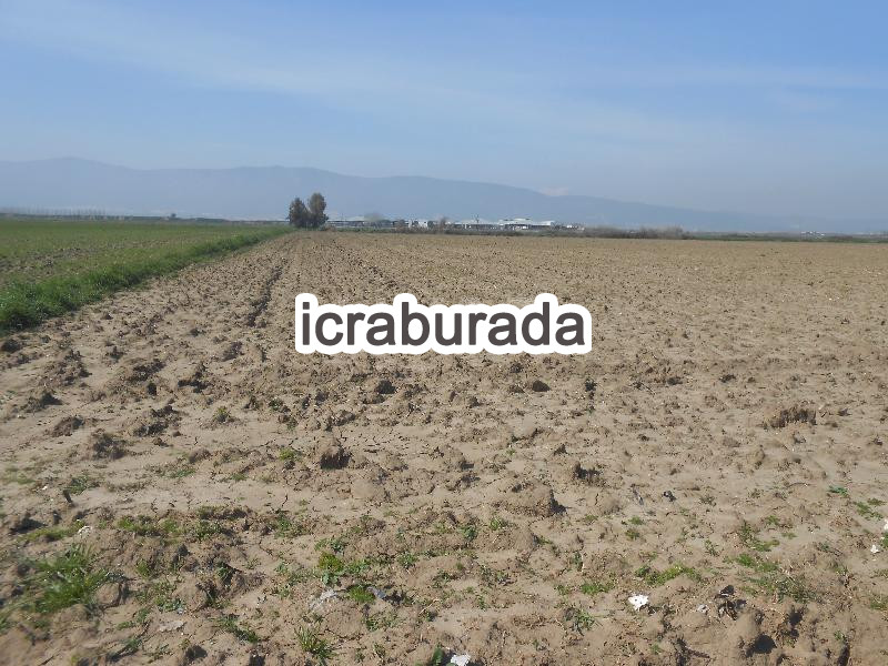 icralık  m2 Tarla İzmir Torbalı Pamukyazi