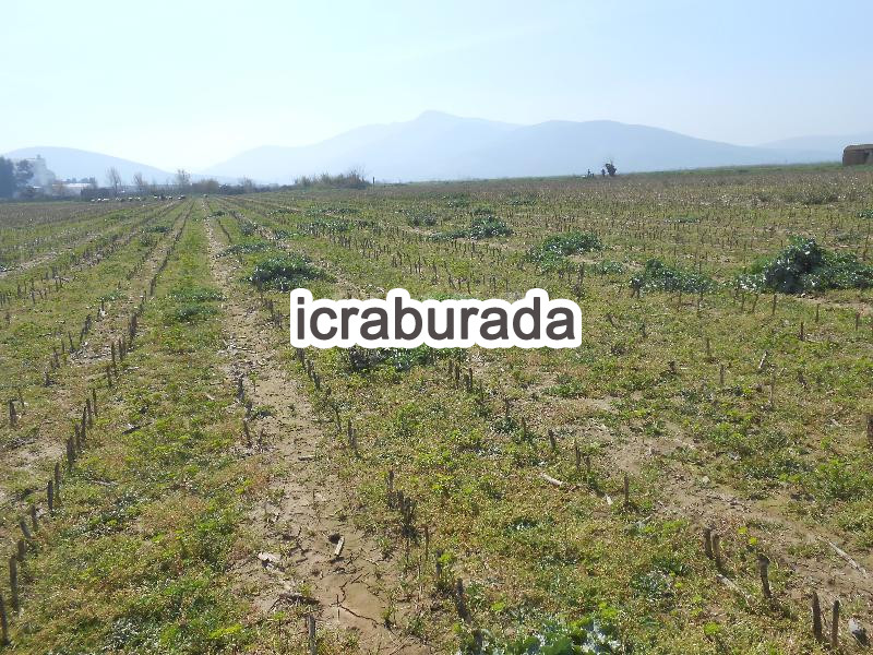 icralık  m2 Tarla İzmir Torbalı Pamukyazi