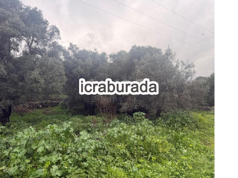 icralık  m2 Tarla Aydın Kuyucak Merkez Kurtuluş