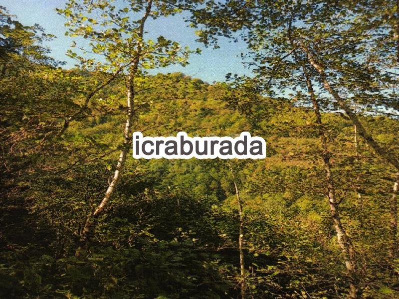 icralık  m2 Tarla Artvin Borçka Maralköy