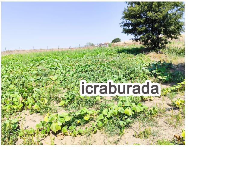 icralık  m2 Tarla Bursa Büyükorhan Kayapa