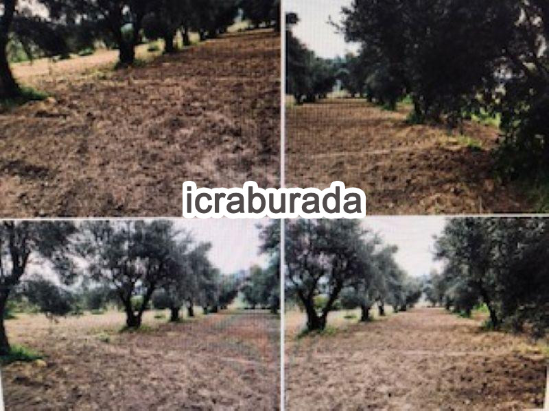 icralık  m2 Tarla Aydın Buharkent Menderes