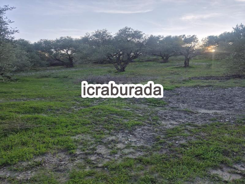 icralık  m2 Tarla Manisa Şehzadeler Kağan