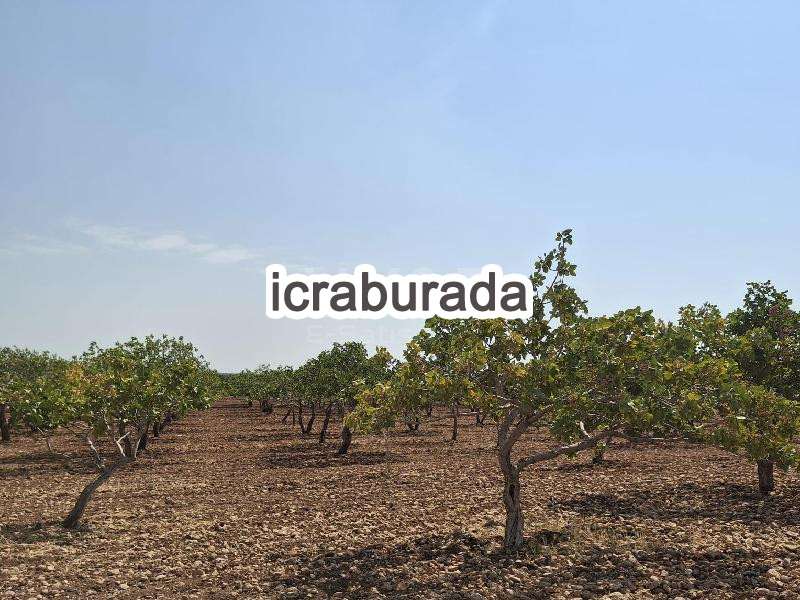 icralık  m2 Tarla Şanlıurfa Bozova Zivanli