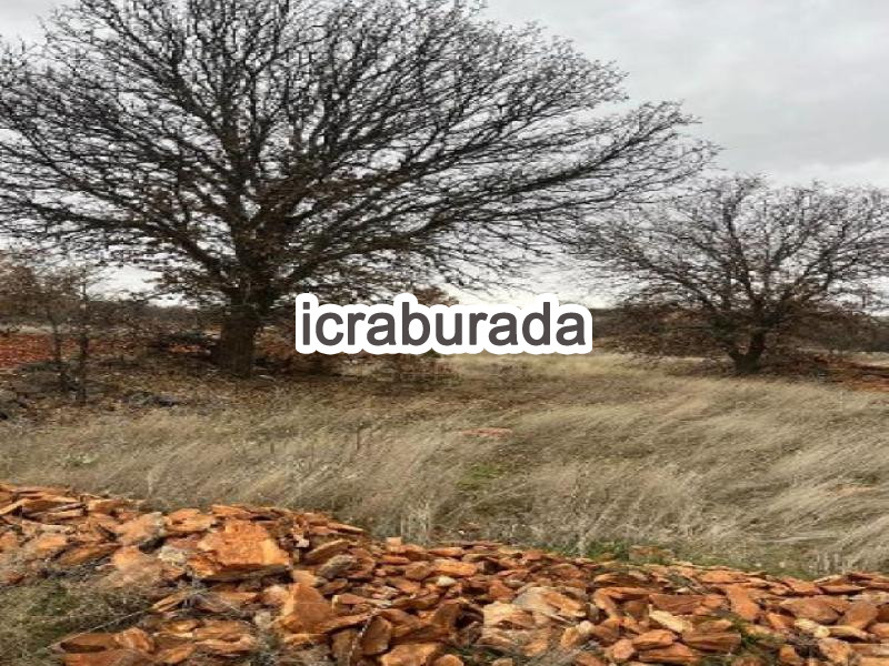icralık  m2 Tarla Denizli Bekilli Poyrazli