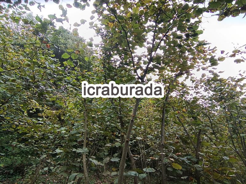 icralık  m2 Tarla Zonguldak Ereğli Kizilca
