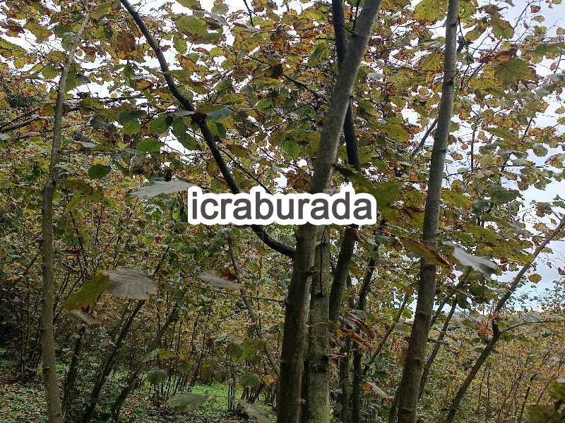 icralık  m2 Diger Zonguldak Ereğli Kizilca