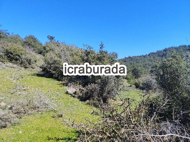 icralık  m2 Tarla İzmir Kemalpaşa Damlacik
