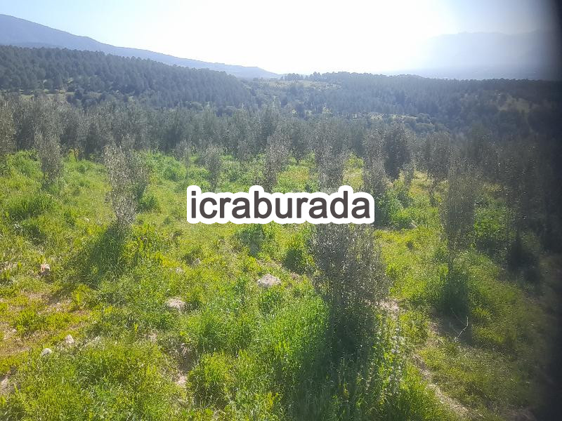 icralık  m2 Tarla Belirtilmedi Belirtilmedi Belirtilmedi