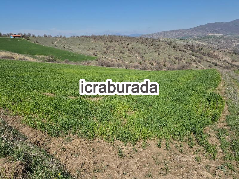 icralık  m2 Tarla Çorum İskilip Soğucak