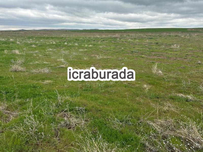 icralık  m2 Tarla Kayseri Sarıoğlan Çiftlik/dervişağa