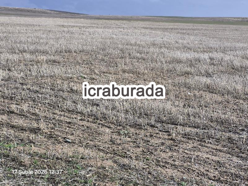icralık  m2 Tarla Nevşehir Gülşehir Ovaören