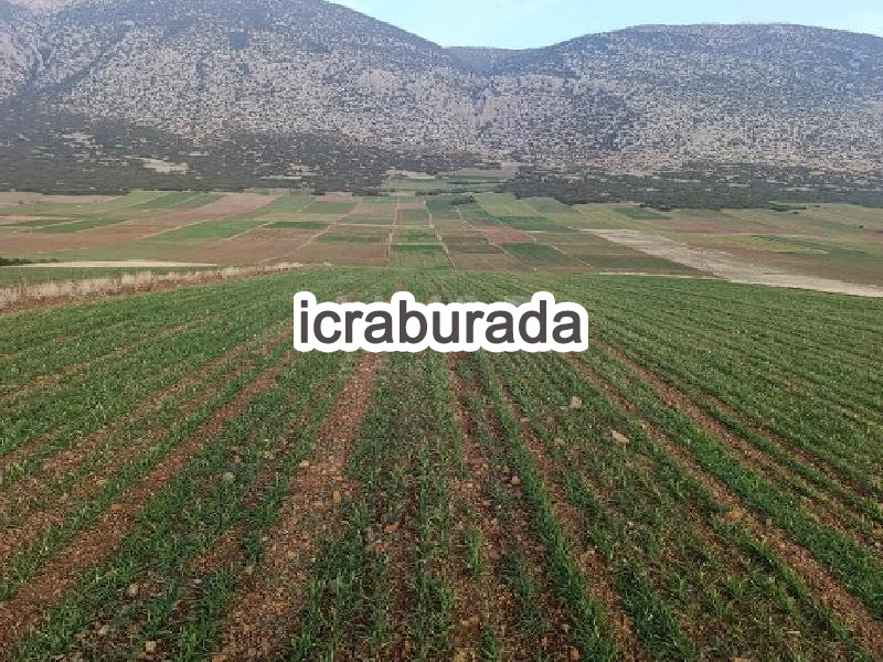 icralık  m2 Tarla Isparta Şarkikaraağaç Karayaka