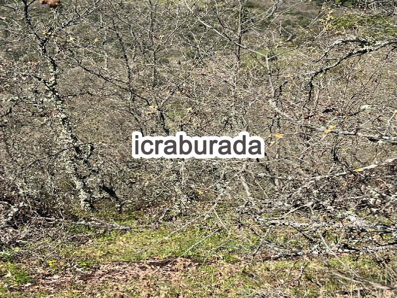 icralık  m2 Tarla Balıkesir Dursunbey Yukari Yağcilar