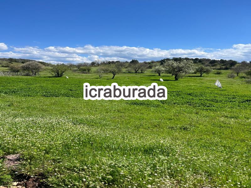 icralık  m2 Tarla Balıkesir Dursunbey Yukari Yağcilar