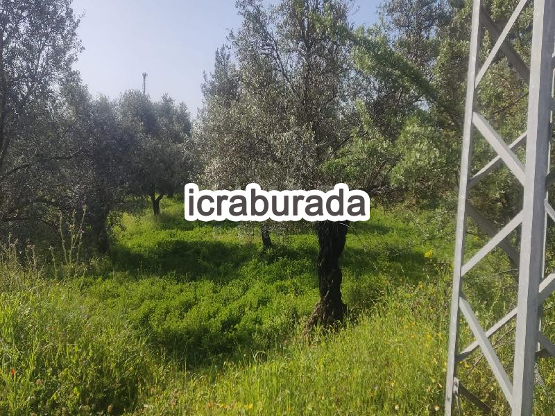 icralık  m2 Diger Hatay Antakya Kavutçu