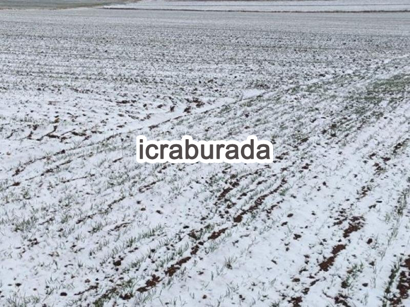 icralık  m2 Tarla Bitlis Ahlat Kirklar