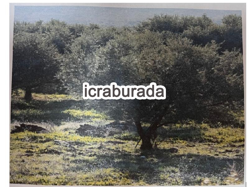 icralık  m2 Bag Aydın Karacasu Bahçeköy